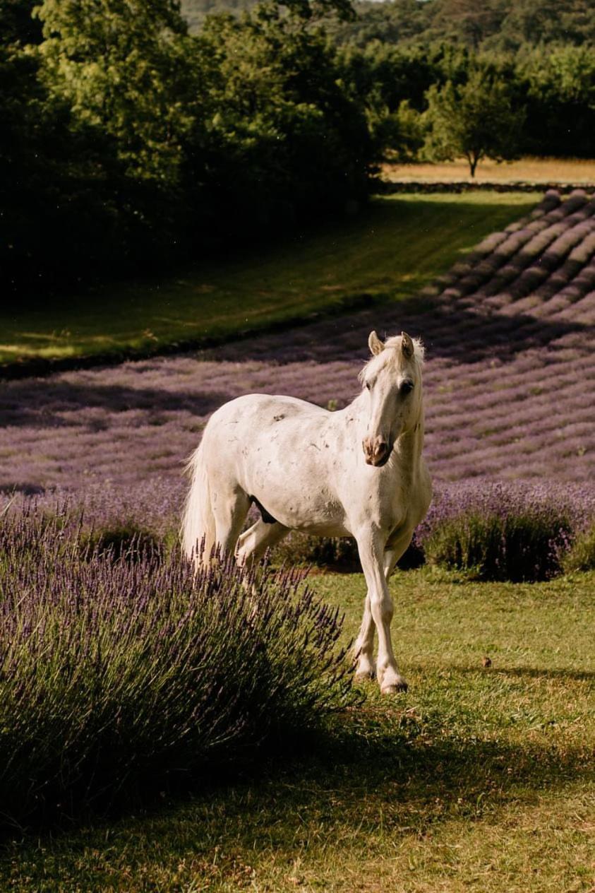 Tmbin's barn Villa Sezana Bagian luar foto